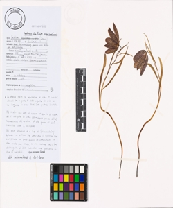 Fritillaria tubiformis Gren & Godr. subsp. tubiformis