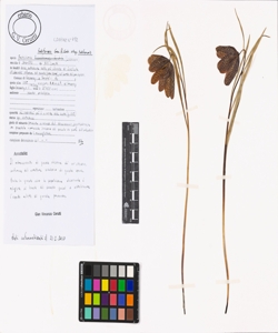 Fritillaria tubiformis Gren & Godr. subsp. tubiformis