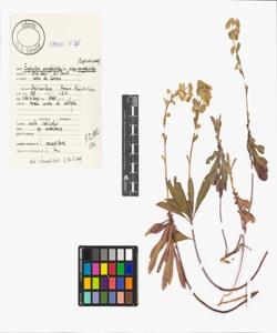 Euphorbia amygdaloides L. subsp. amygdaloides