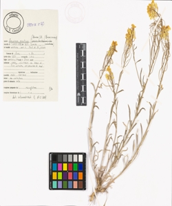 Erysimum rhaeticum (Hornem.) DC.