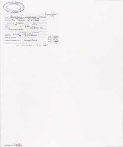 Erysimum rhaeticum (Hornem.) DC.