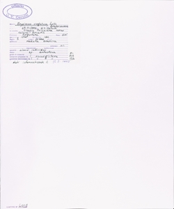 Erysimum virgatum Roth