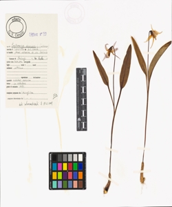 Erythronium dens-canis L.