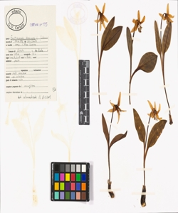 Erythronium dens-canis L.