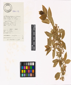 Euonymus europaeus L.