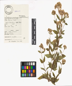 Eupatorium cannabinum L. subsp. cannabinum