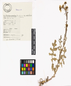 Erucastrum nasturtiifolium (Poir.) O.E. Schulz subsp. nasturtiifolium