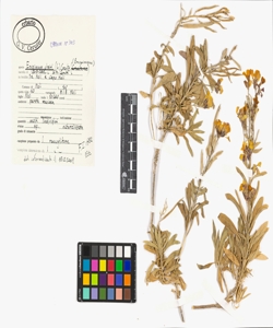 Erysimum cheiri (L.) Crantz