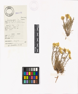 Erysimum jugicola Jord.