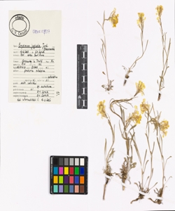 Erysimum jugicola Jord.