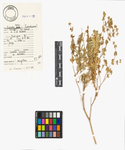 Euphorbia segetalis L.