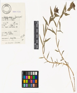 Euphorbia serrata L.