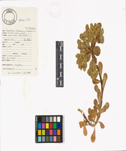 Euphorbia helioscopia subsp. helioscopia