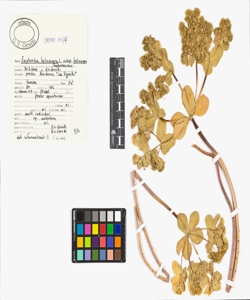 Euphorbia helioscopia subsp. helioscopia