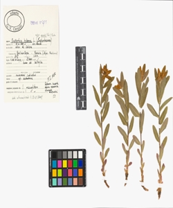 Euphorbia hyberna L. subsp. canuti (Parl.) Tutin