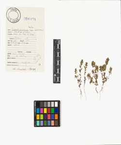 Euphrasia salisburgensis Funck ex Hoppe