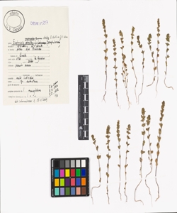 Euphrasia stricta D. Wolff ex J.F. Lehm.