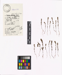 Euphrasia stricta D. Wolff ex J.F. Lehm.