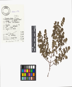 Euphrasia stricta D. Wolff ex J.F. Lehm.