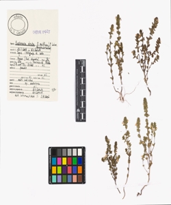 Euphrasia stricta D. Wolff ex J.F. Lehm.