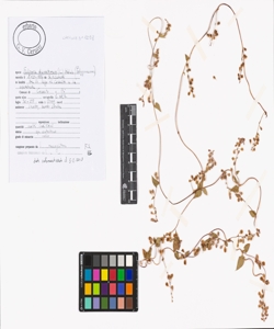 Fallopia dumetorum (L.) Holub