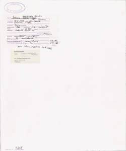 Festuca acuminata Gaudin