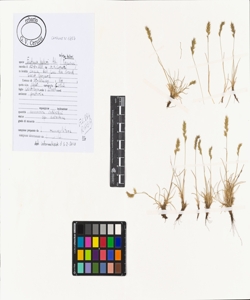 Festuca halleri All. subsp. halleri