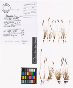 Festuca halleri All. subsp. halleri