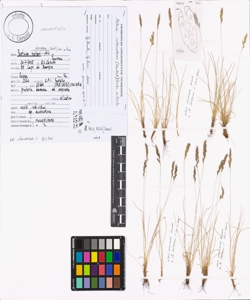 Festuca intercedens (Hack.) L¿di ex Bech.