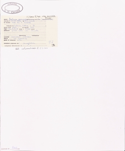 Festuca paniculata (L.) Schinz & Thell. subsp. paniculata