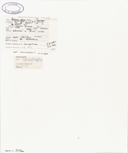 Festuca scabriculmis (Hack.) K. Richt. subsp. luedii Markgr.-Dann.