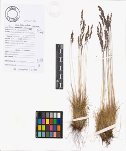 Festuca violacea Schleich. ex Gaudin subsp. violacea