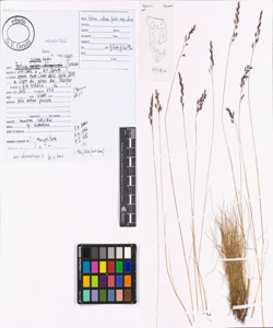 Festuca violacea Schleich. ex Gaudin subsp. violacea