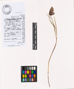 Fritillaria tubiformis Gren & Godr. subsp. tubiformis