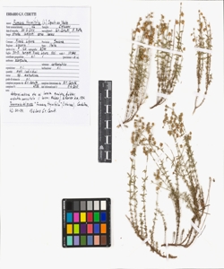 Fumana thymifolia (L.) Spach ex Webb