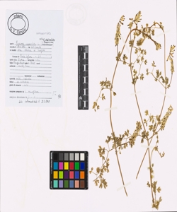 Fumaria capreolata L. subsp. capreolata