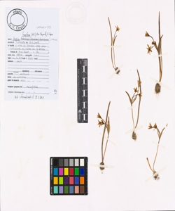 Gagea fragifera (Vill.) Ehr. Bayer & G. L¿pez