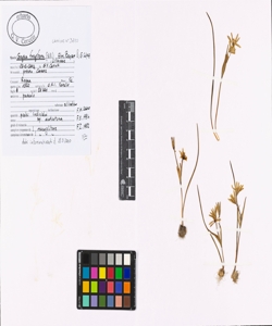 Gagea fragifera (Vill.) Ehr. Bayer & G. L¿pez