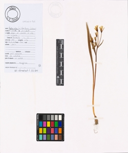 Gagea lutea (L.) Ker Gawl.