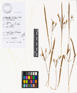 Gagea lutea (L.) Ker Gawl.