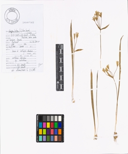 Gagea lutea (L.) Ker Gawl.