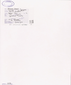 Galeopsis tetrahit L.