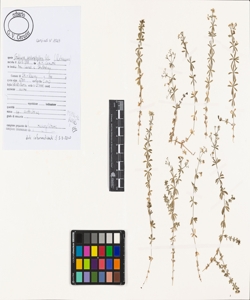 Galium anisophyllon Vill.