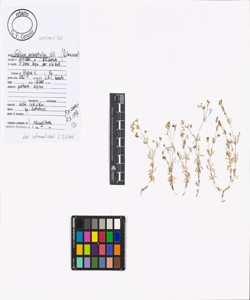 Galium anisophyllon Vill.