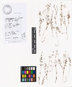 Galium anisophyllon Vill.