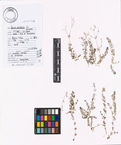 Galium anisophyllon Vill.