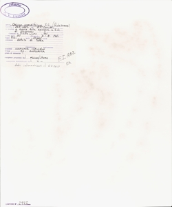 Galium corrudifolium Vill.