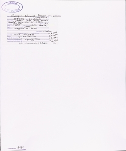 Galeopsis pubescens Besser subsp. pubescens