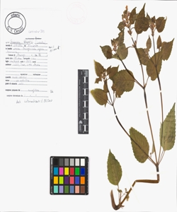 Galeopsis tetrahit L.