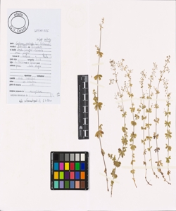 Galium mollugo L. subsp. mollugo